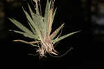 White-edged witchgrass